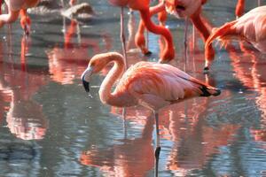 Flamingos standing in the water, looking for food. orange plumage photo