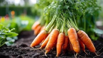 Freshly picked carrots in a garden setting long title Freshly harvested orange carrots with green photo