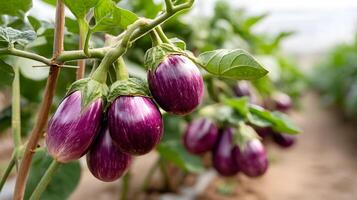 Vibrant eggplants growing on the vine in soft sunlight photo