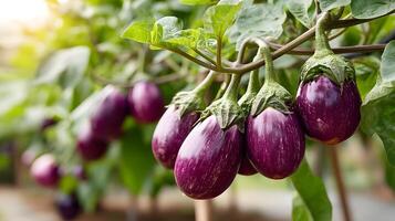 Close up of eggplants growing on the vine in soft sunlight photo