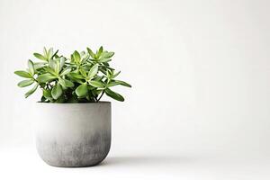 Lush green succulent plant thrives in a stylish concrete pot, adding a touch of modern greenery to a minimalist white backdrop, creating a serene and calming atmosphere photo