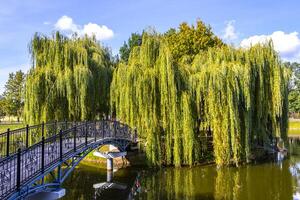 A bridge over a pond with a tree in the middle photo