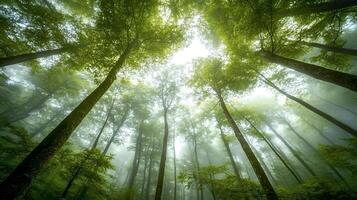 Sunlight filtering through fog in majestic green forest photo