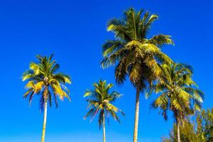 Three palm trees stand in front of a blue sky photo