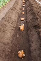 Potatoes with green sprouts are evenly placed in the furrow of the soil in the garden photo