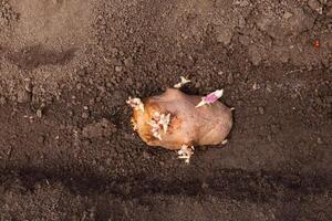 A sprouted potato tuber with pink shoots lies on fertile ground, ready for planting. photo