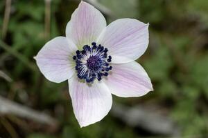 Anemone. White anemone flower in the sun on a green background photo