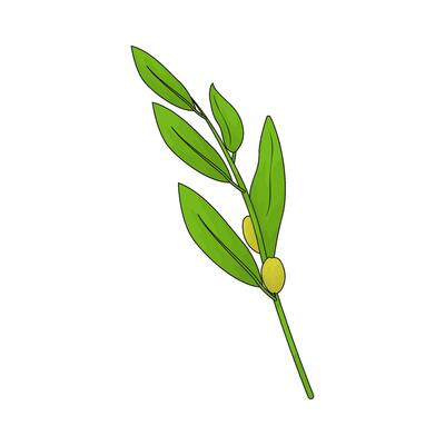green olive illustration