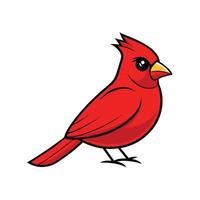 Bold Red Cardinal with Bright Red Feathers vector