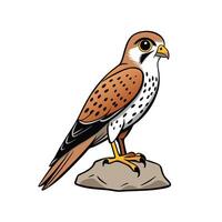 Curious Kestrel Perched on Rock with Speckled Feathers vector