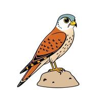 Kestrel Perched on Rock with Speckled Feathers vector