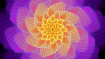 Flowers opening in a gentle swirl with a looping effect, with yellow and violet petals. video