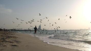 A man enjoys feeding seagulls at sunset on the beach, connecting with nature video