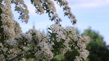 White flowering lilac branches swaying gently in spring breeze video