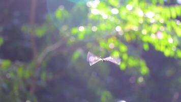 A small bird flying through the air in front of some trees video