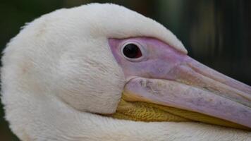 Close-up of a pelican showcasing its unique features in nature video
