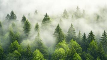 Enchanted Forest Majestic Trees Cloaked in Mystical Fog photo