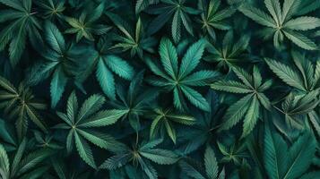Verdant Canopy A Lush Tapestry of Cannabis Leaves in Emerald Hues characters photo