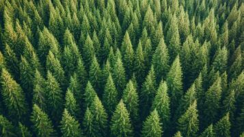 Aerial Vista of Evergreen Forest Green Canopy Spreads into the Distance photo