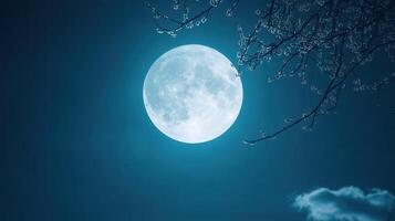 Moonlit Serenity Blossom Branches Night Sky photo