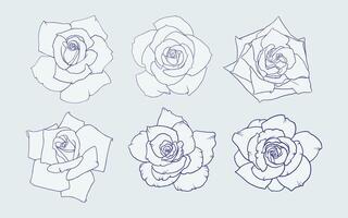 Set of hand drawn roses. Floral design collection. Illustration of a flower. Monochrome botanical sketch. vector