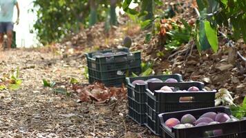 Boxes of mango fruit just harvested in a plantation video