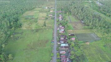 Aerial View of Serene Rural Landscape with Lush Green Fields and Quaint Villages Surrounded by Palm Trees video
