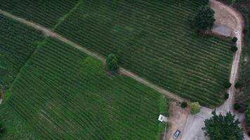 Drone descends over green tea plantation, capturing neat rows of tea bushes, a solitary tree, and dirt path winding through serene landscape with small wooden structure under soft blue sky video