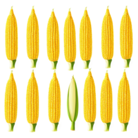 Set of Yellow Corn Cobs Arranged in Neat Vertical Rows png