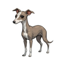digital illustration of sleek greyhound dog with slender body, large expressive eyes, and short coat in shades of brown and white. artwork captures elegance and charm of breed. png