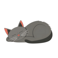 cute gray cat peacefully sleeping curled up on transparent background, showcasing its relaxed and serene expression. Perfect for designs needing calm and cozy vibe. png