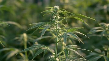 Cannabis Budding A CloseUp of a Thriving Green Plant in a Lush Field photo