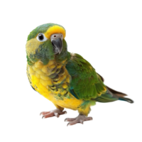 Colorful parrot stands on a surface showcasing vibrant green and yellow feathers in a studio setting png