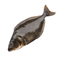 Unique flatfish in pristine condition ready for culinary preparation in a kitchen setting png