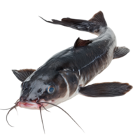 Catfish with distinctive whiskers and streamlined body is displayed on a clean surface for observation and study png