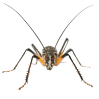Unique close-up of a striking insect showcasing intricate details and textures on a white background png