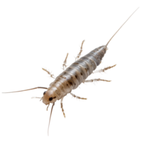 Close-up observation of a silverfish insect in a light setting displaying its delicate, elongated body and antennae png