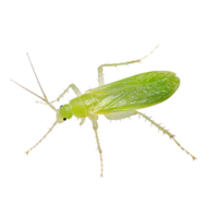 Detailed close-up of a green insect perched on a surface in natural light during daytime png