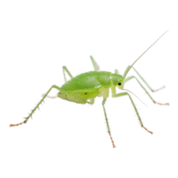 Green insect exploring a white surface in a close-up view during daylight hours png