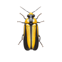 Colorful beetle displaying bright yellow and black patterns on a plain background in a close-up view png