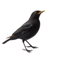 Blackbird perched gracefully against a plain background, showcasing its sleek feathers and bright beak png