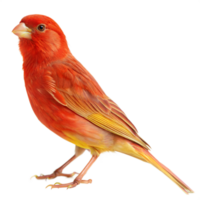 Vibrant Red Factor Canary Perched on Transparent Background png