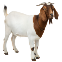 Elegant Brown and White Boer Goat Standing Tall on Transparent Background png
