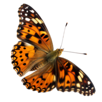 Beautiful Painted Lady Butterfly with Open Wings on Transparent Background png