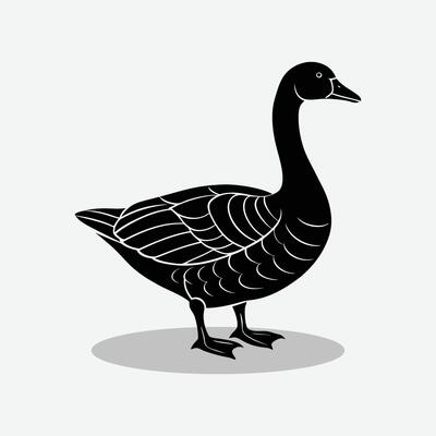 A black duck animal on a white background.