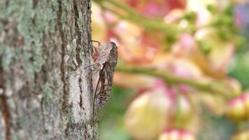 Cicada chirping on tree with beautiful background video