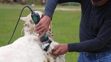 Method of shearing sheep. Farmer cutting white fleece from a sheep with a shearer. Traditional shearing adult sheep on a farm. video