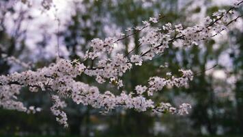 Blooming branch of a cherry tree. Beautiful white flowers on a tree on blur background. Great image for postcards. Flowering in spring. video