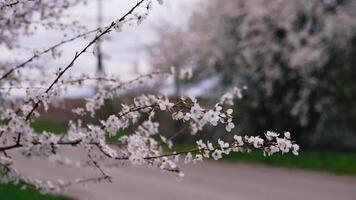 Cherry blossom swaying in the spring wind. Tree branch with white blooming flowers over the road. Beautiful trees flowering in spring. video