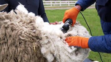 Sheep is shearing by a farmer. Electric clipper is cutting wool from adult sheep on a farm for production of wool fleece. Traditional trimming of sheep. video